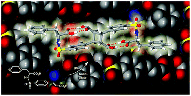 Solid-state photodimerization reactions of racemic and homochiral phenylalanine sulfonamidecinnamic acids