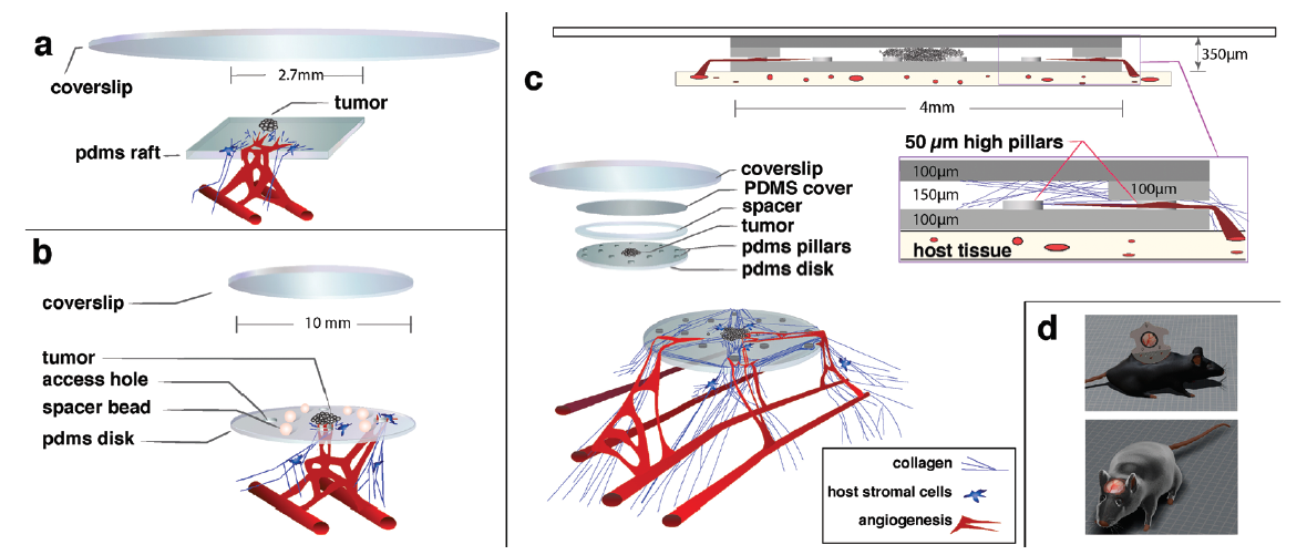 Different implantable tissue isolation chambers that were developed