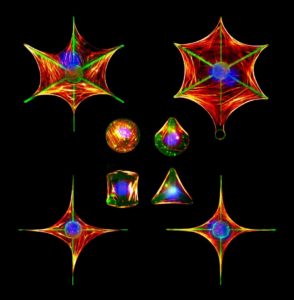 Stars and Diamonds made out of bone cells
